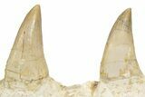 Mosasaur (Eremiasaurus?) Jaw with Nine Teeth - Morocco #260369-7